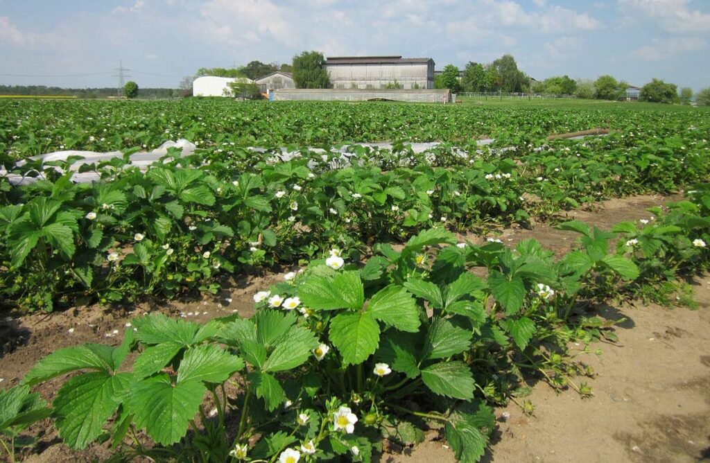 Strawberry Field