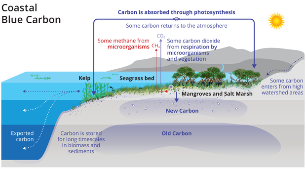 Carbon in coastal Oregon