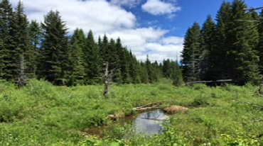 Forest Meadow