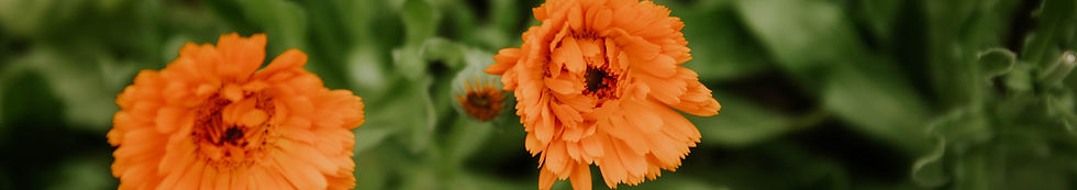 calendula